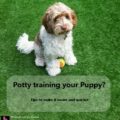 Potty training your puppy? Tips to make it easier and quicker